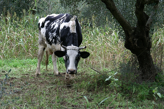 PICT1458 small COW.jpg - 385162 Bytes